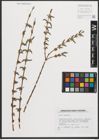 Foto von Salix purpurea L.